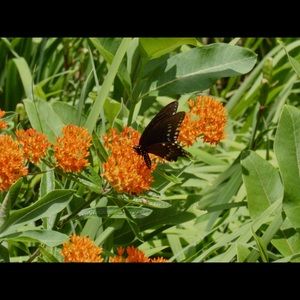 Meet your Posher, Tanner